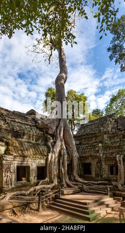 Ruines de l'ancien temple scindé par des racines géantes dans le temple d'Angkor Wat, au Cambodge Banque D'Images
