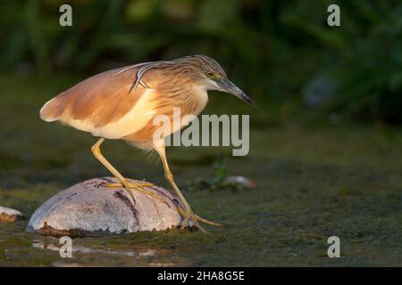 Un heron adulte de Spacco (Ardeola ralloides) dans le plumage de reproduction sur l'île grecque de Lesvos au printemps Banque D'Images