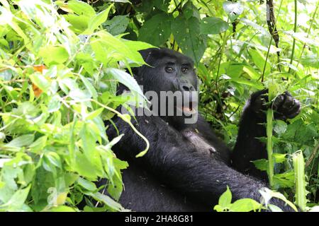 gorille de montagne (gorilla beringei beringei) - Bwindi Nationalpark, Ouganda, Afrique Banque D'Images