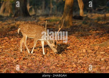 Un cerf de cerf de Chital ou tacheté (axe de l'axe) dans le parc national de Kanha, Madhya Pradesh, Inde Banque D'Images