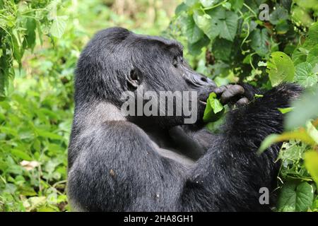 gorille de montagne (gorilla beringei beringei) - Bwindi Nationalpark, Ouganda, Afrique Banque D'Images