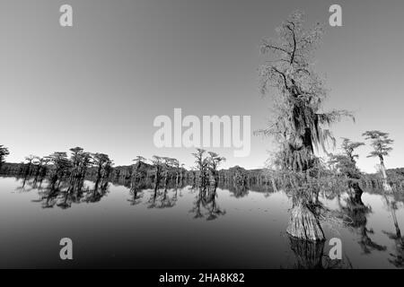 Caddo Lake Preserve Texas Banque D'Images