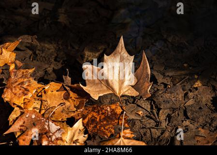 FEUILLE D'AUTOMNE SÈCHE, FLOTTANT SUR L'EAU. Banque D'Images