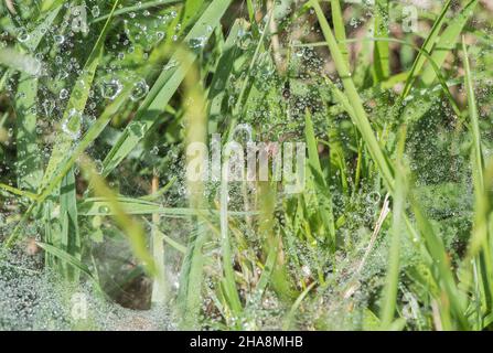 Labyrinthe Spider - Agelena labyrinthica sur son web Banque D'Images