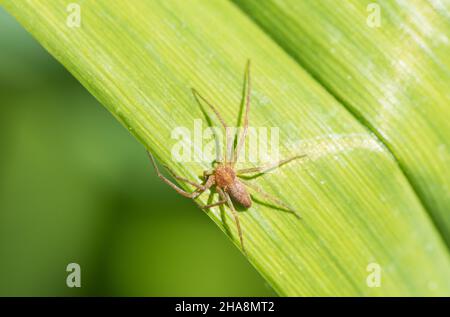 Araignée Philodromis sp. Mâle Banque D'Images