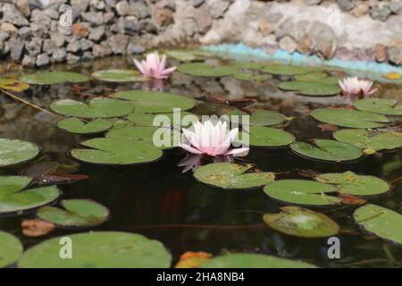 Nénuphar rose en fleurs fleurs sur étang Banque D'Images