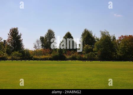 Paysage d'automne doré sur la prairie de l'Illinois. Banque D'Images