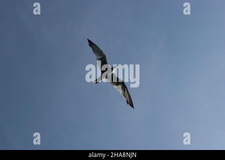 des mouettes de mer volantes dans le ciel Banque D'Images