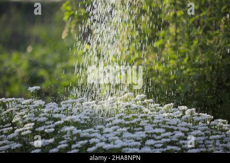 Fleur blanche Iberis.Candytuft (Iberis amara - Iberis sempervirens, fleurs multiples Banque D'Images