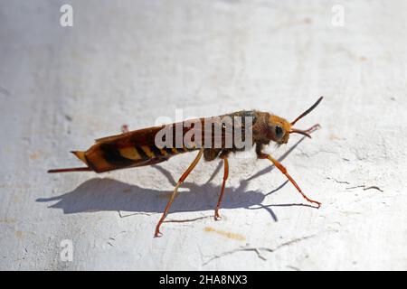 Femme Woodwasp géant, Urocerus gigas. Photo macro, mise au point sélective. Banque D'Images