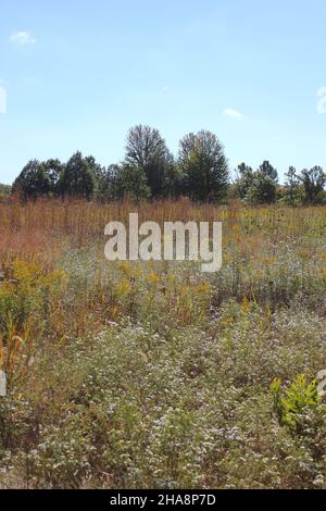 Paysage d'automne doré sur la prairie de l'Illinois. Banque D'Images