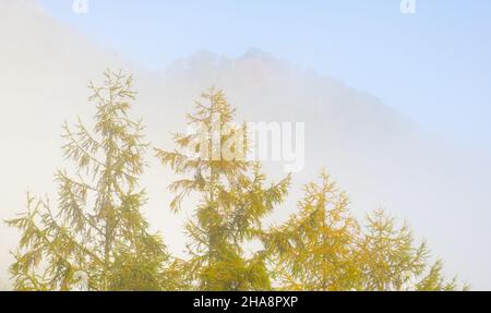 Brumes sur les arbres en automne, réservoir d'Endara, Navarre, Espagne Banque D'Images