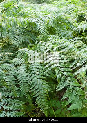 Filicopsida ensemble de fougères vertes dans une forêt luxuriante d'Estrémadure Banque D'Images