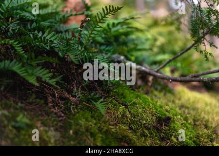 Détails de la forêt autour des bains de Diana dans le New Hampshire. Banque D'Images