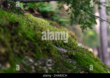 Détails de la forêt autour des bains de Diana dans le New Hampshire. Banque D'Images