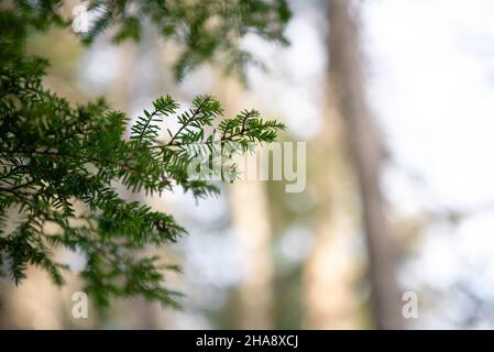 Détails de la forêt autour des bains de Diana dans le New Hampshire. Banque D'Images