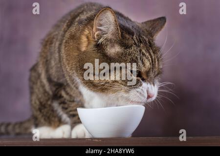 Le gros chat gris mange des aliments secs dans un bol blanc Banque D'Images