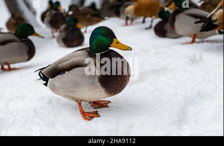 le drake se tient contre le fond d'autres canards sur la neige blanche.Photo de haute qualité Banque D'Images