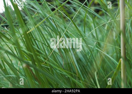 Texture de l'herbe verte des pampas.Arrière-plan naturel tendance.Fines tiges et lames d'herbe vert pâle.Composition abstraite de garde décorative Banque D'Images