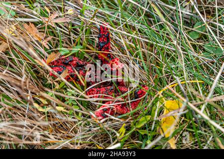 Clathrus archeri dans son environnement naturel Banque D'Images