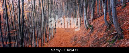 Arrière-plan abstrait naturel.Forêt de hêtres d'automne sur une pente de montagne. Banque D'Images