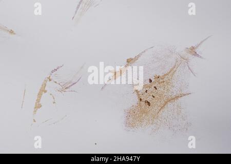 traces de pétales de rose sur papier Banque D'Images