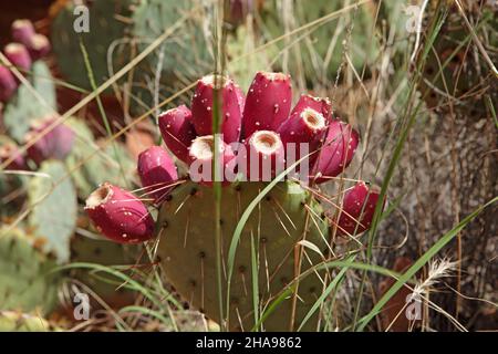 Poire épineuse aux fruits rouges sur la piste Cathedral Rock, près de Sedona, en Arizona Banque D'Images