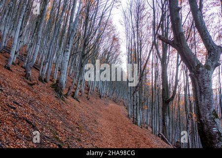 Arrière-plan abstrait naturel.Forêt de hêtres d'automne sur une pente de montagne. Banque D'Images