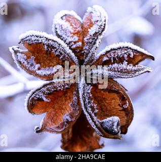 La fleur de pivoine d'arbre séchée est recouverte de givre.Concept de refroidissement. Banque D'Images