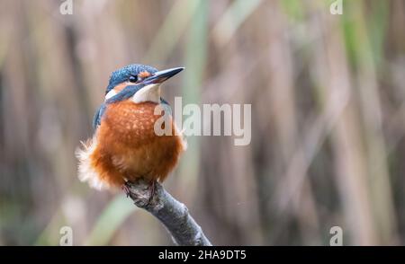 Mignon petit-pêcheur commun (Alcedo atthis) en perching sur la branche, Norfolk, Angleterre Banque D'Images