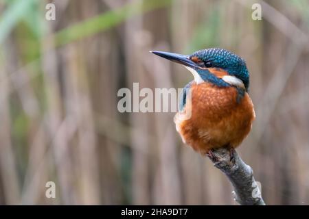 kingfisher commun (Alcedo atthis) perché en face des roseaux, majestueux oiseau britannique Banque D'Images