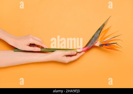 Les mains des femmes avec de beaux oiseaux de paradis fleur sur fond de couleur, gros plan Banque D'Images