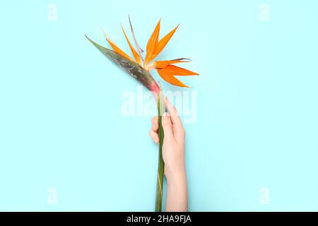 Main femelle avec belle fleur de strelitzia sur fond bleu, gros plan Banque D'Images