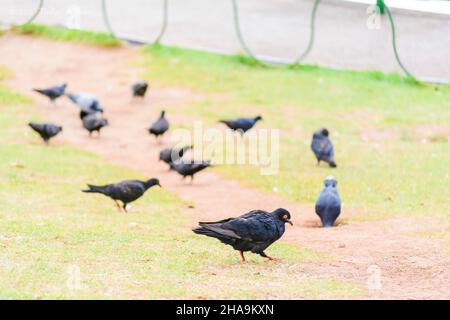 Pigeons noirs et gris se nourrissant au sol du jardin.Salvador, Bahia, Brésil. Banque D'Images