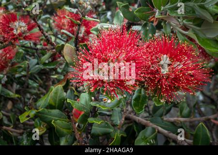 Pohutukawa en pleine floraison sous la pluie.Arbre de Noël de Nouvelle-Zélande. Banque D'Images