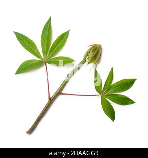 jeune manioc ou feuillage de plante manihot, également connu sous le nom de manioc, yuca ou arrowroot brésilien, plante végétale de racine isolée sur fond blanc Banque D'Images