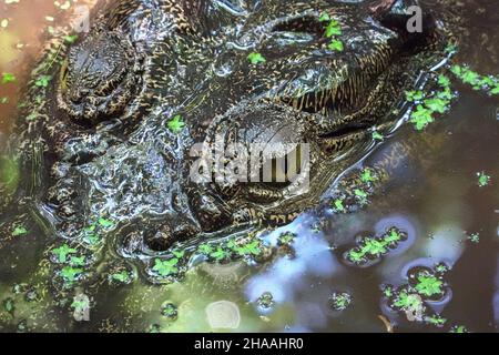 Crocodile australien d'eau salée au Marineland Melanesia à Cairns, en Australie Banque D'Images