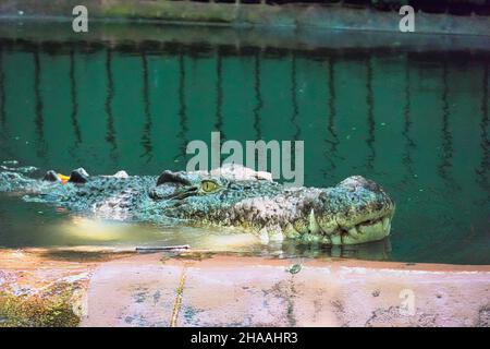 Crocodile australien d'eau salée au Marineland Melanesia à Cairns, en Australie Banque D'Images