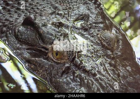 Crocodile australien d'eau salée au Marineland Melanesia à Cairns, en Australie Banque D'Images