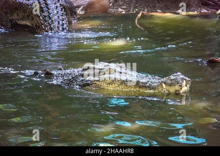 Crocodile australien d'eau salée au Marineland Melanesia à Cairns, en Australie Banque D'Images