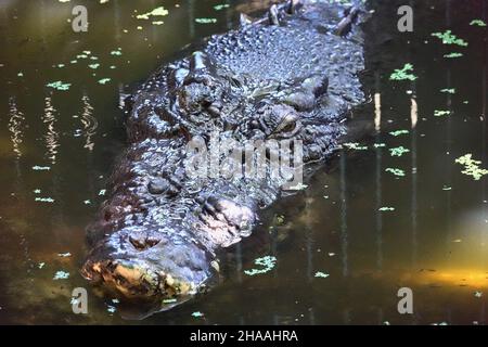 Cassius le plus grand crocodile d'eau salée australien à Marineland Melanesia à Cairns, en Australie Banque D'Images