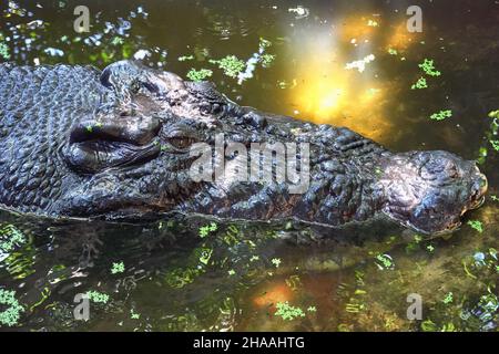 Cassius le plus grand crocodile d'eau salée australien à Marineland Melanesia à Cairns, en Australie Banque D'Images