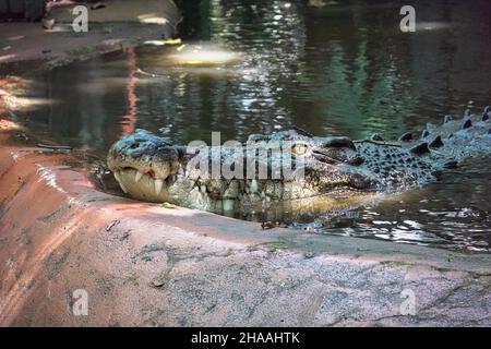 Crocodile australien d'eau salée au Marineland Melanesia à Cairns, en Australie Banque D'Images