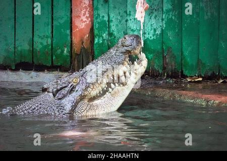 Crocodile australien d'eau salée au Marineland Melanesia à Cairns, en Australie Banque D'Images