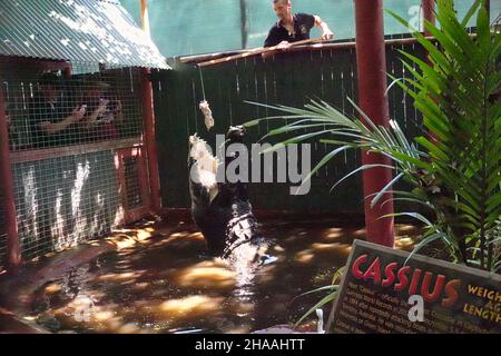 Crocodile australien d'eau salée au Marineland Melanesia à Cairns, en Australie Banque D'Images