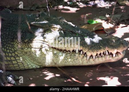 Crocodile australien d'eau salée au Marineland Melanesia à Cairns, en Australie Banque D'Images