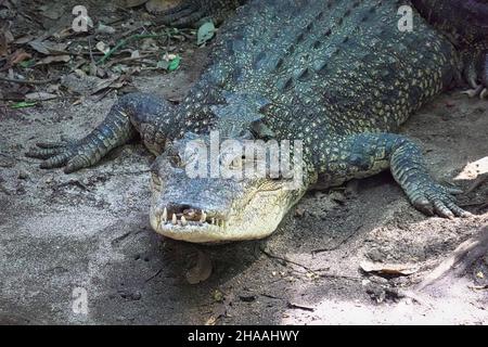 Crocodile australien d'eau salée au Marineland Melanesia à Cairns, en Australie Banque D'Images