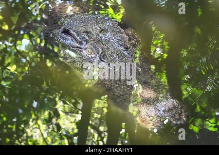 Crocodile australien d'eau salée au Marineland Melanesia à Cairns, en Australie Banque D'Images