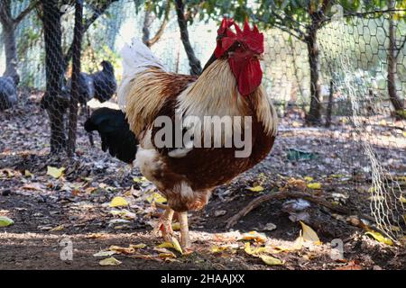 Un coq blanc et brun (ou coq) debout dans une coop de poulet Banque D'Images