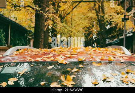 Automne tombé feuilles de Ginkgo Bilobal sur le dessus de la voiture Banque D'Images